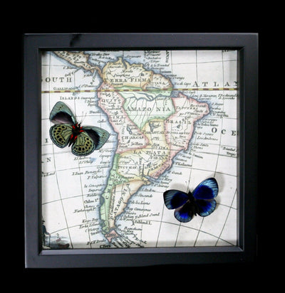 Framed Moths with Map of South America-Insects-Bug Under Glass-PaxtonGate