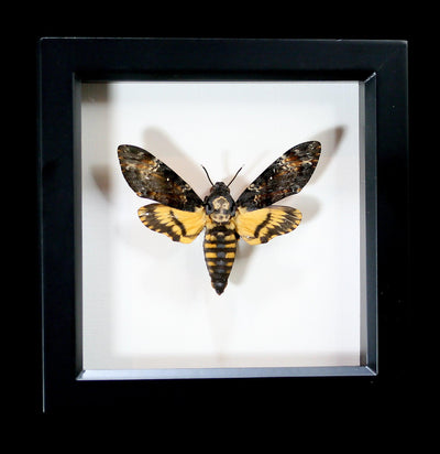 Framed Death's-Head Moth-Insects-Bug Under Glass-PaxtonGate