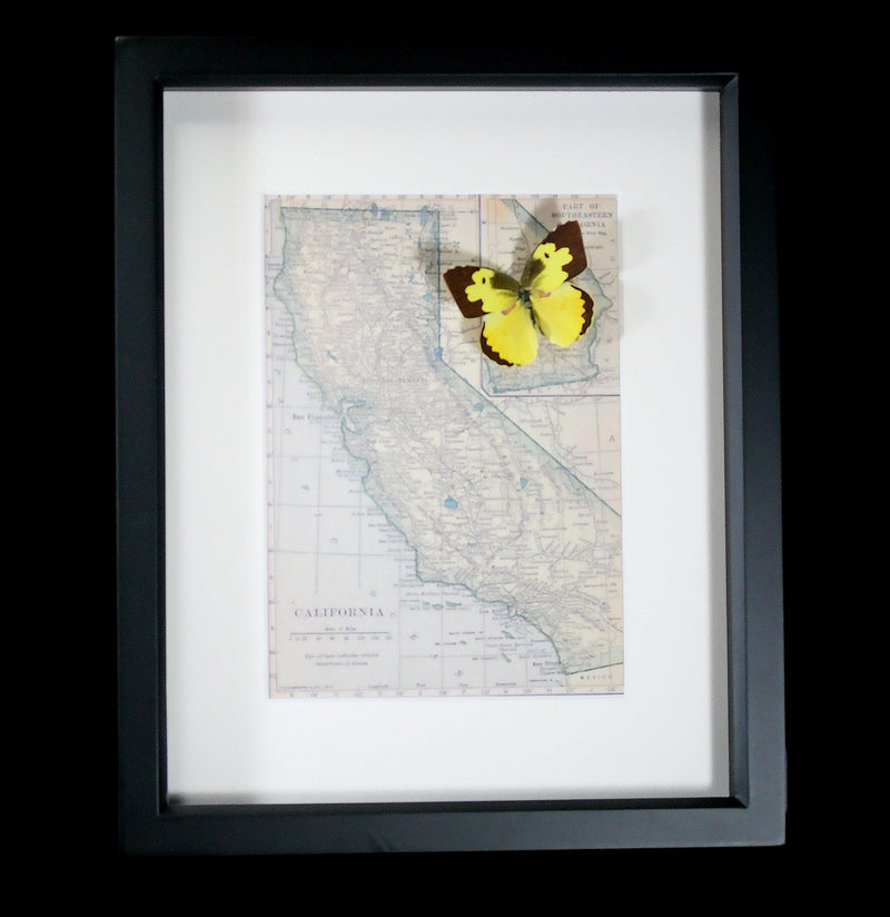Framed Dogface Butterfly with California State Map-Insects-Bug Under Glass-PaxtonGate