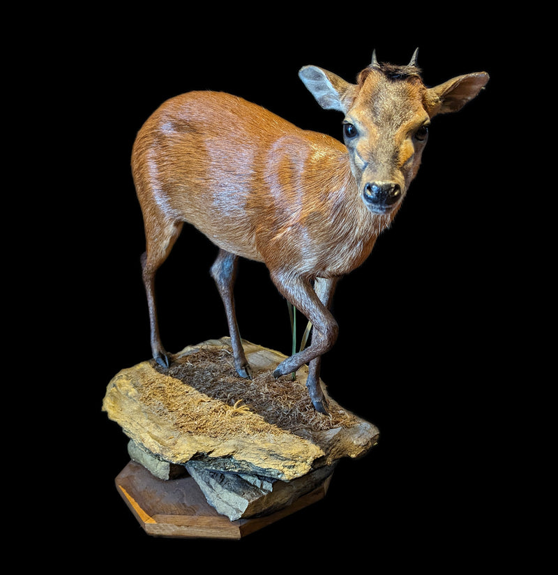 Duiker Full Body Taxidermy Mount - Paxton Gate