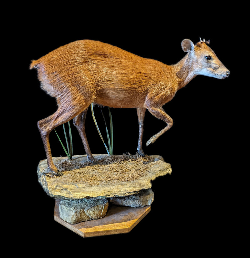 Duiker Full Body Taxidermy Mount - Paxton Gate
