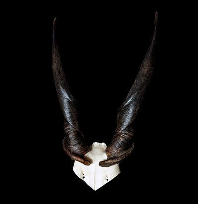 Eland Male Skull Plate-Skulls-African Crafts Market-PaxtonGate