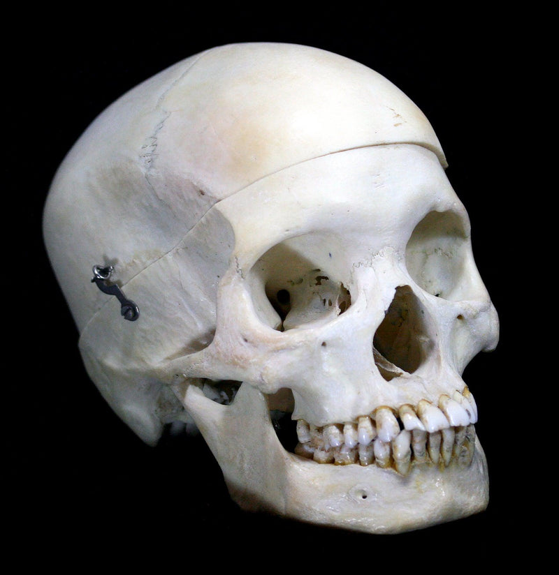 Female Human Skull - Paxton Gate