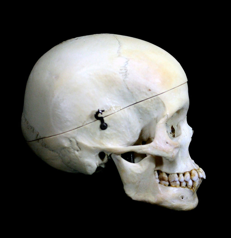 Female Human Skull - Paxton Gate