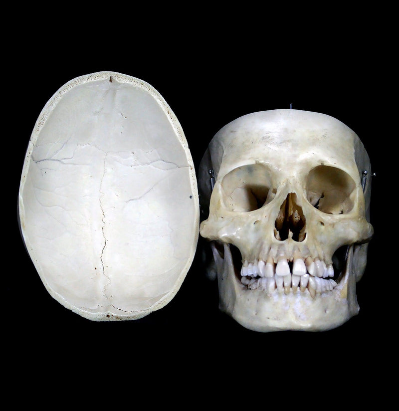 Human Female Skull-Skulls-Oddhub-PaxtonGate