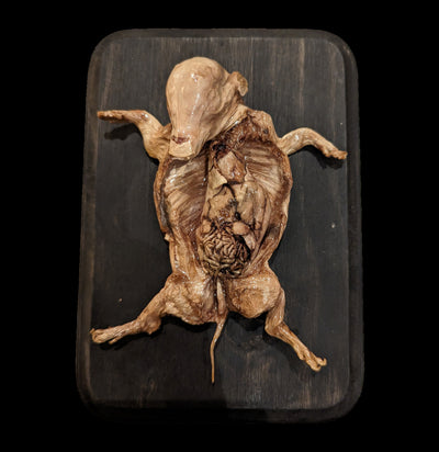 Dissected Fetal Pig Wall Mount-Taxidermy-Scientific Woman-PaxtonGate