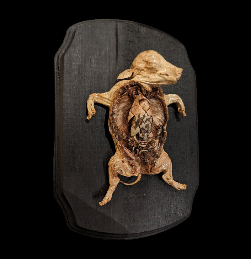 Dissected Fetal Pig Wall Mount-Taxidermy-Scientific Woman-PaxtonGate