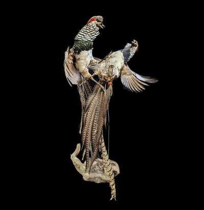 Fighting Lady Amherst Pheasants Taxidermy Mount - Paxton Gate