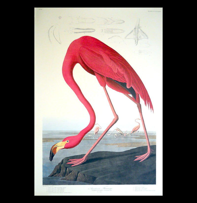Vintage Audubon Flamingo Bird Print-Prints-Curious Prints-PaxtonGate