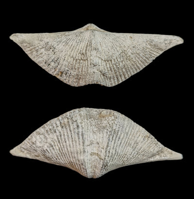 Fossilized Brachiopod-Fossils-Geonica, Inc.-PaxtonGate
