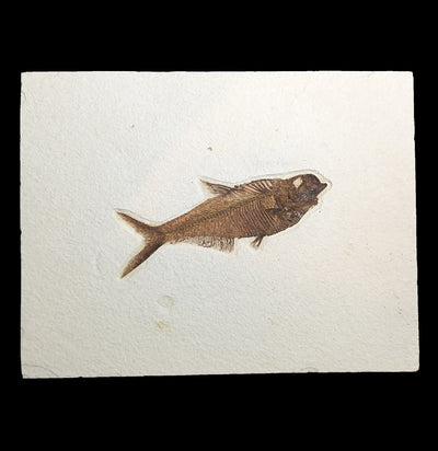 Diplomystus Fossil Fish Plate-Fossils-Jared Judd-PaxtonGate
