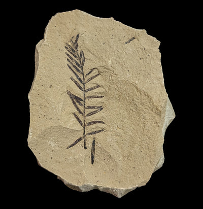 Metasequoia Redwood Leaf Fossil-Fossils-Lowcountry Geologic-PaxtonGate