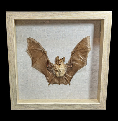 Framed Bat-Taxidermy-Smilodon Resources LLC-PaxtonGate