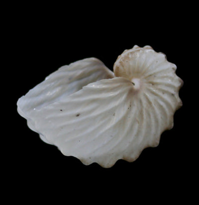 Brown Paper Nautilus Shell - Paxton Gate