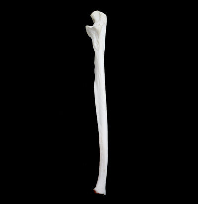 Human Ulna Arm Bone - Paxton Gate