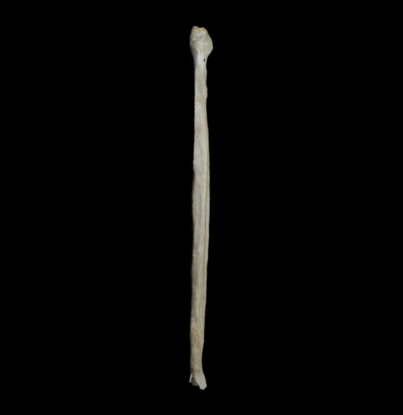 Human Fibula-Bones-Oddhub-PaxtonGate