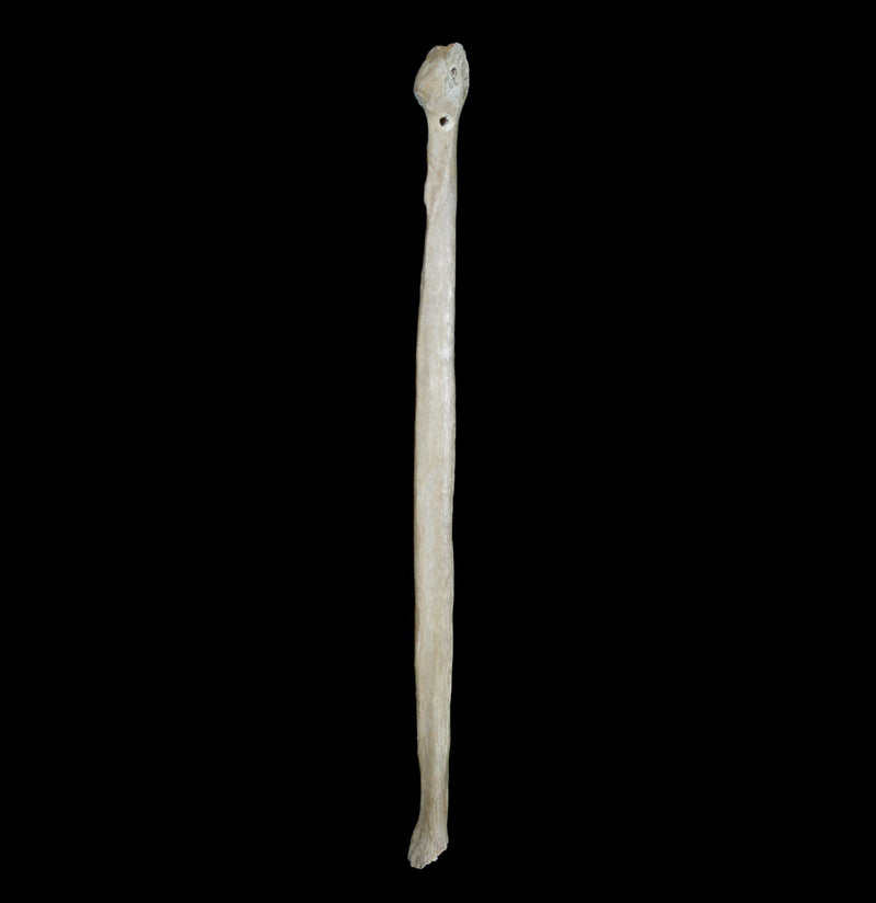 Human Fibula-Bones-Oddhub-PaxtonGate
