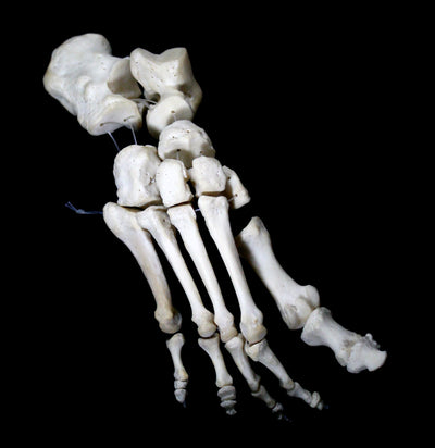Human Skeleton Foot-Bones-Oddhub-PaxtonGate