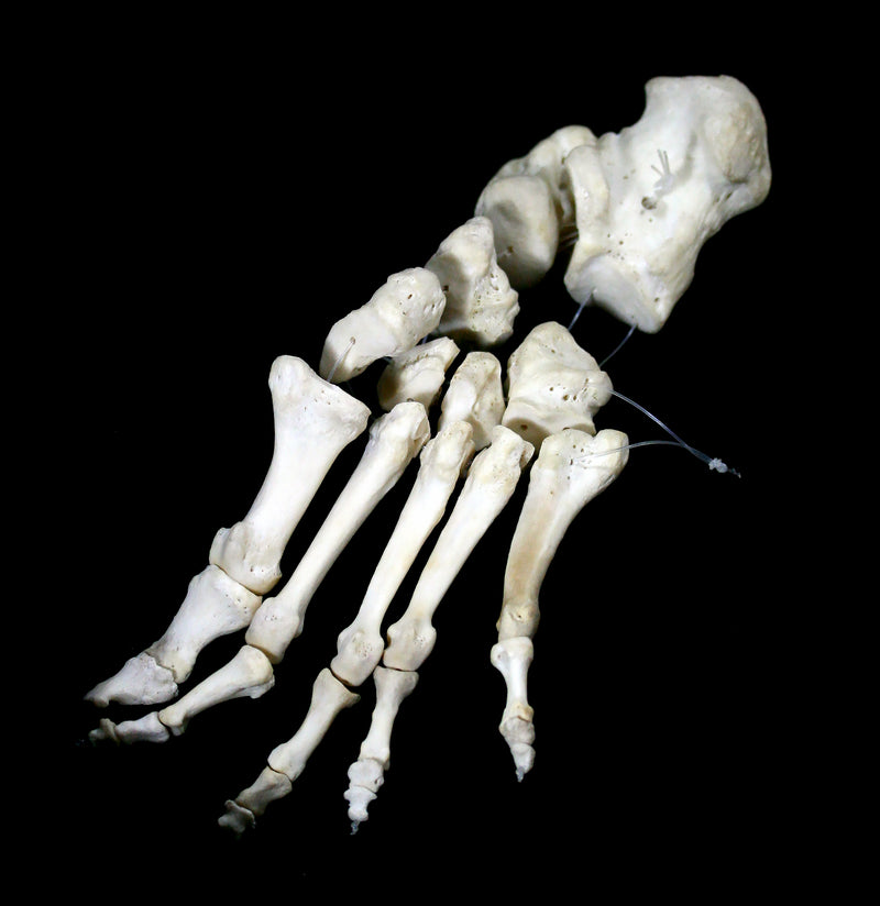 Human Skeleton Foot-Bones-Oddhub-PaxtonGate
