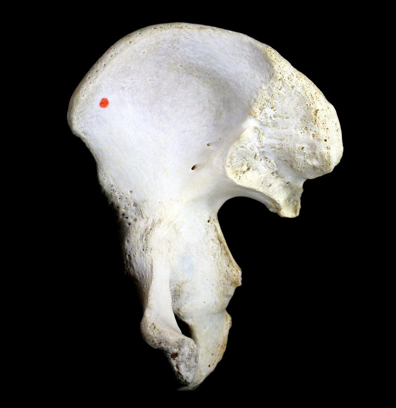 Human Pelvis Bone - Paxton Gate