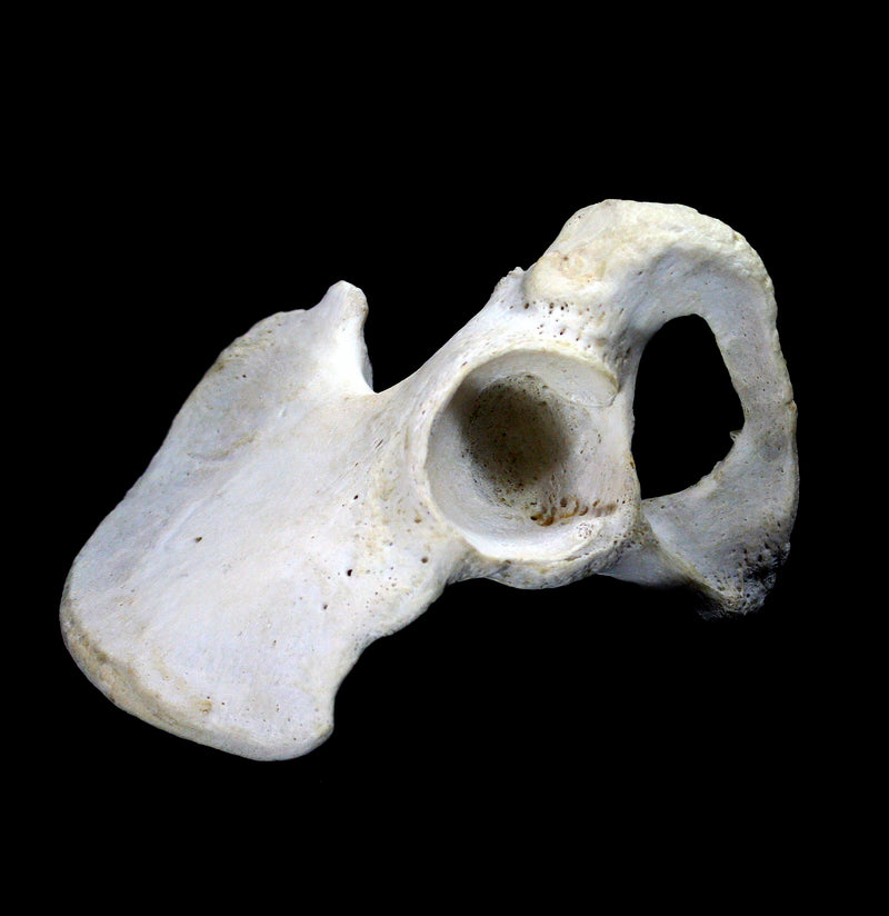 Human Pelvis Bone - Paxton Gate
