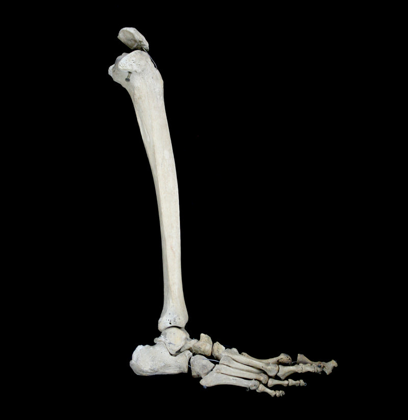 Human Skeleton Foot with Attached Tibia-Bones-Oddhub-PaxtonGate