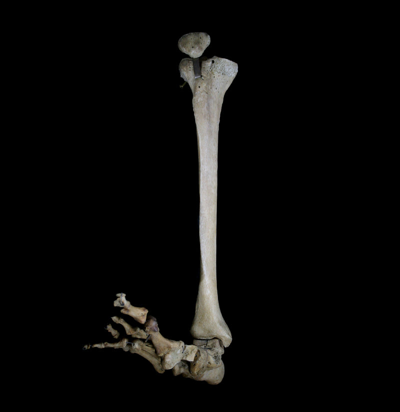 Human Skeleton Foot with Attached Tibia-Bones-Oddhub-PaxtonGate