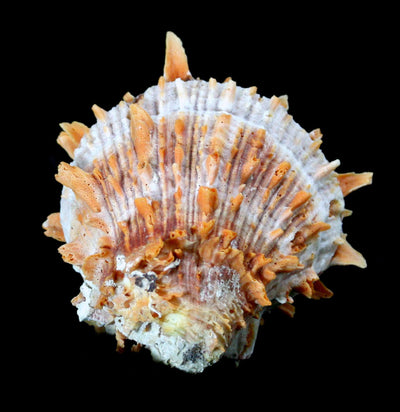 Pacific Spiny Oyster-Invertbrts-Tideline-PaxtonGate