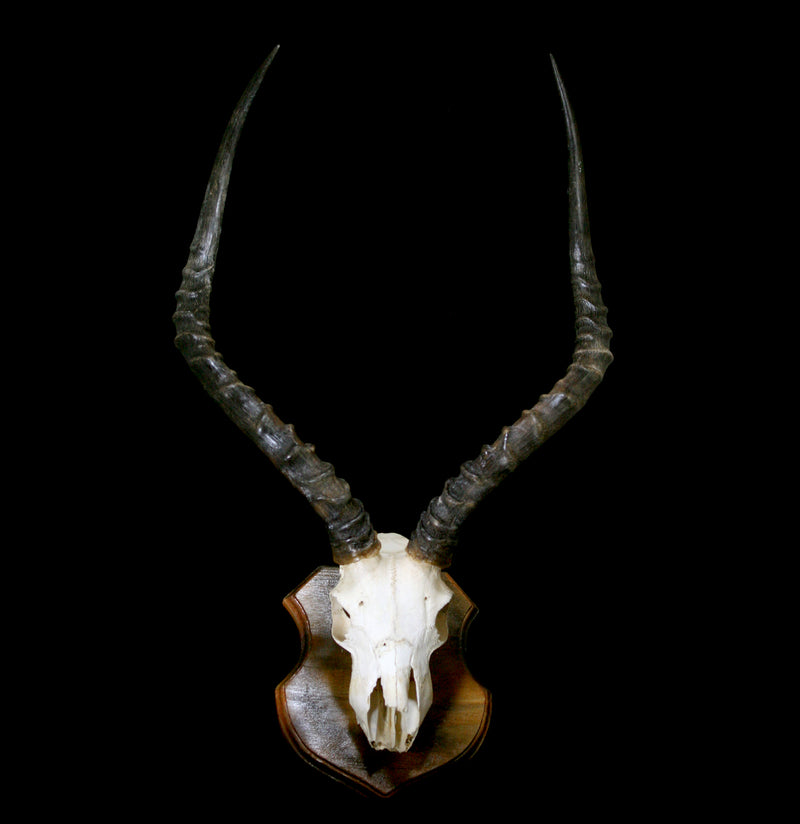 Shield Mounted Impala Skull-Skulls-African Crafts Market-PaxtonGate