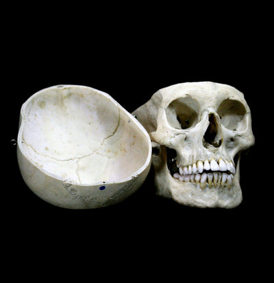 Male Human Skull - Paxton Gate