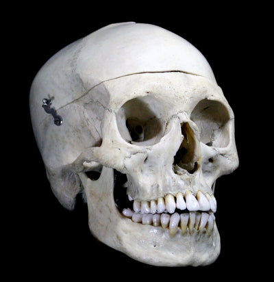 Male Human Skull - Paxton Gate