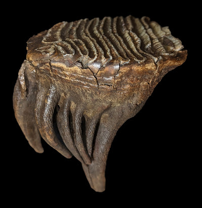 Woolly Mammoth Fossilized Tooth-Fossils-Timberline Creations-PaxtonGate