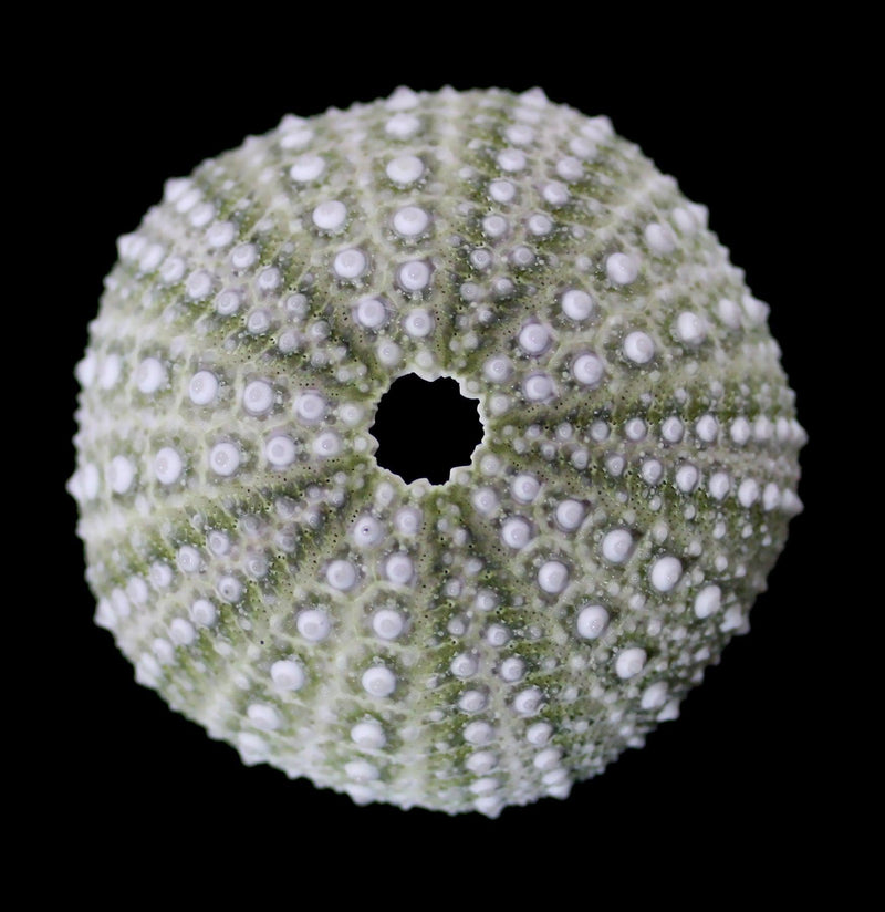 Mexican Green Sea Urchin-Invertbrts-Tideline-PaxtonGate