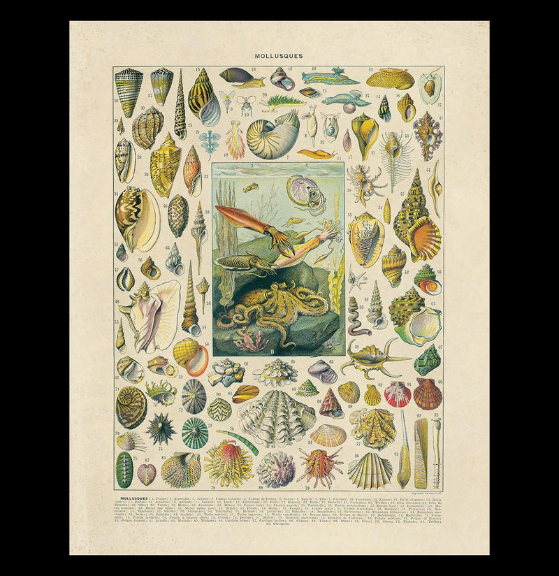 Vintage Mollusks Chart Print-Charts-Curious Prints-PaxtonGate