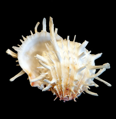 Pacific Spiny Oyster - Paxton Gate