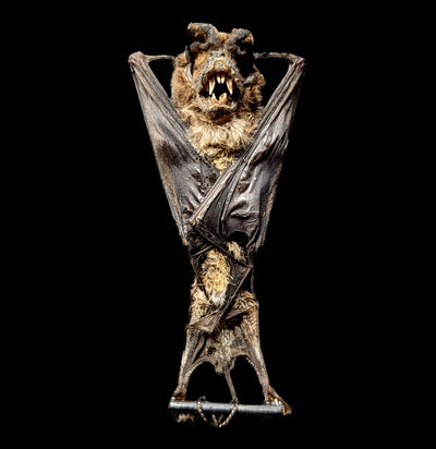 Hanging Otomops Formosus Taxidermy Bat-Taxidermy-Bicbugs, LLC-PaxtonGate