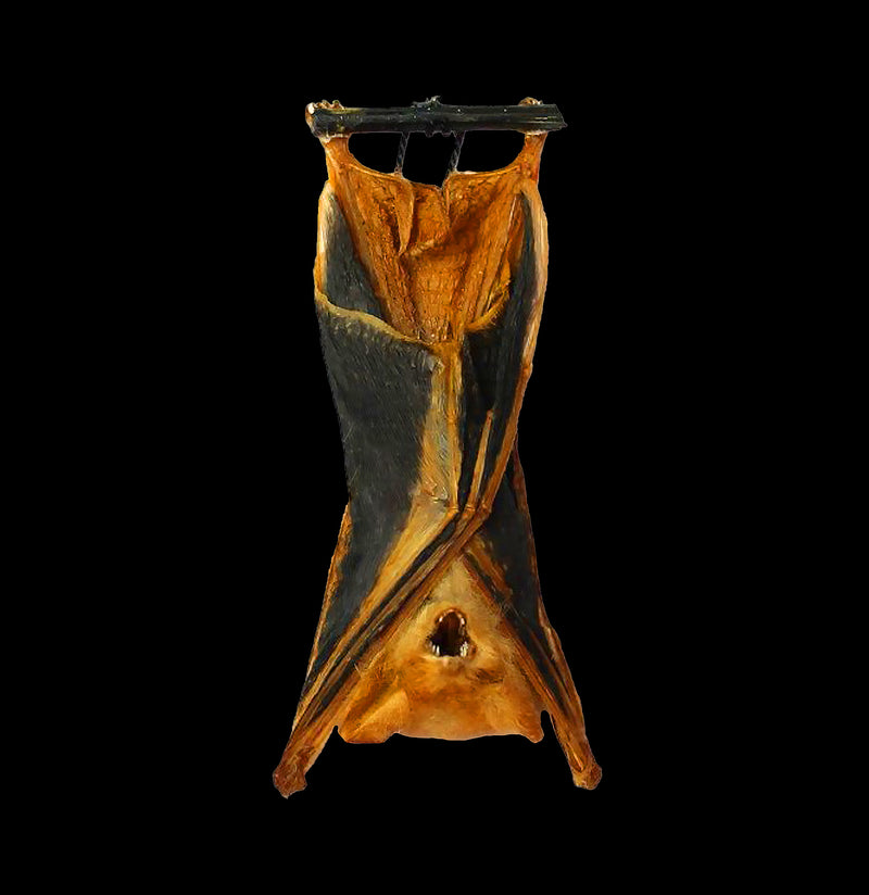Hanging Kerivoula Picta Taxidermy Bat-Insects-Bicbugs, LLC-PaxtonGate