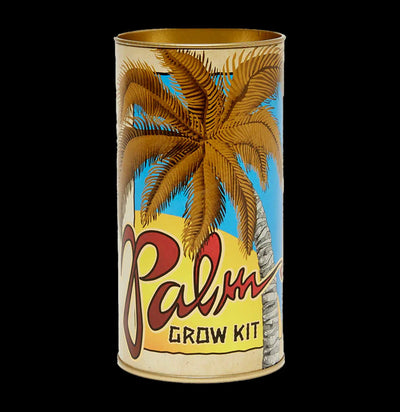 California Fan Palm Tree Seed Grow Kit - Paxton Gate