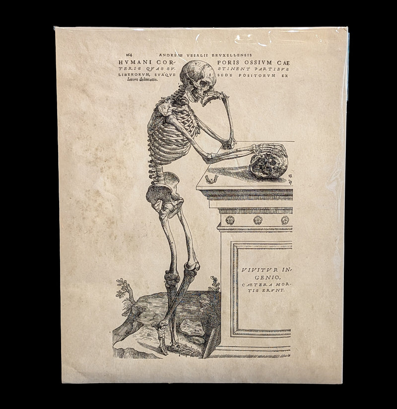 Vintage Skeleton Leaning Print-Prints-Curious Prints-PaxtonGate