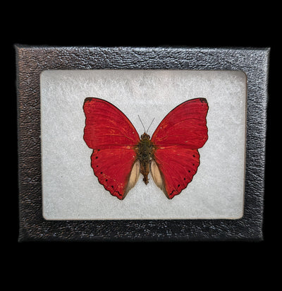 Sangria Butterfly Riker Mount-Insects-Smilodon Resources LLC-PaxtonGate