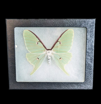 Luna Moth-Insects-Smilodon Resources LLC-PaxtonGate