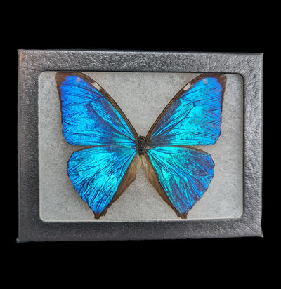 Adonis Morpho Butterfly-Insects-Smilodon Resources LLC-PaxtonGate