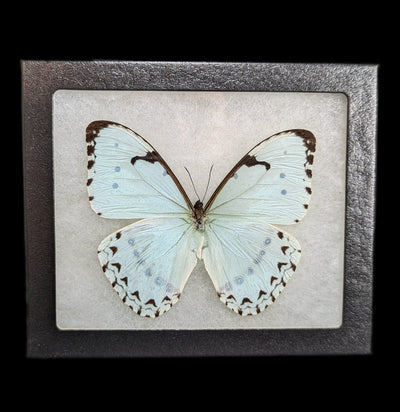 Mint Morpho Butterfly Riker Mount-Insects-Smilodon Resources LLC-PaxtonGate