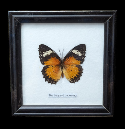 Single Riker Mounted Butterfly-Insects-World Buyers-PaxtonGate