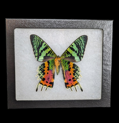 Sunset Moth Riker Mount-Insects-Smilodon Resources LLC-PaxtonGate