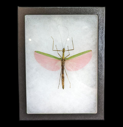 Small Stick Bug Riker Frame-Insects-Smilodon Resources LLC-PaxtonGate