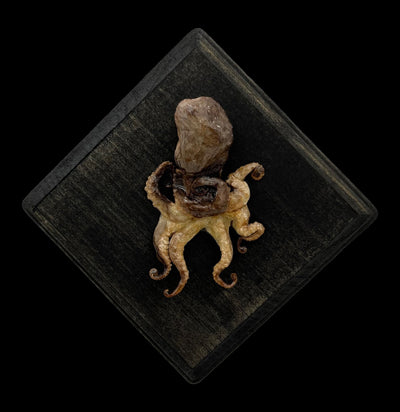 Small Octopus Mount-Taxidermy-Scientific Woman-PaxtonGate