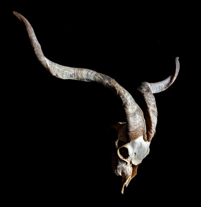 Spanish Goat Skull - Paxton Gate
