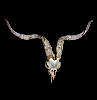 Spanish Goat Skull - Paxton Gate