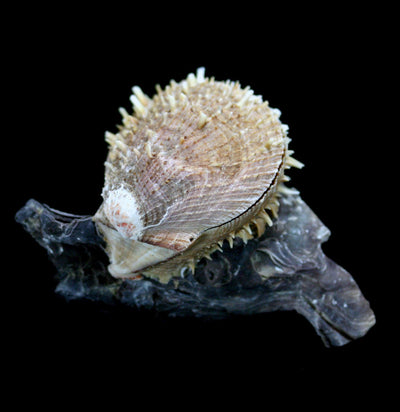 Hammer Oyster with Spines - Paxton Gate